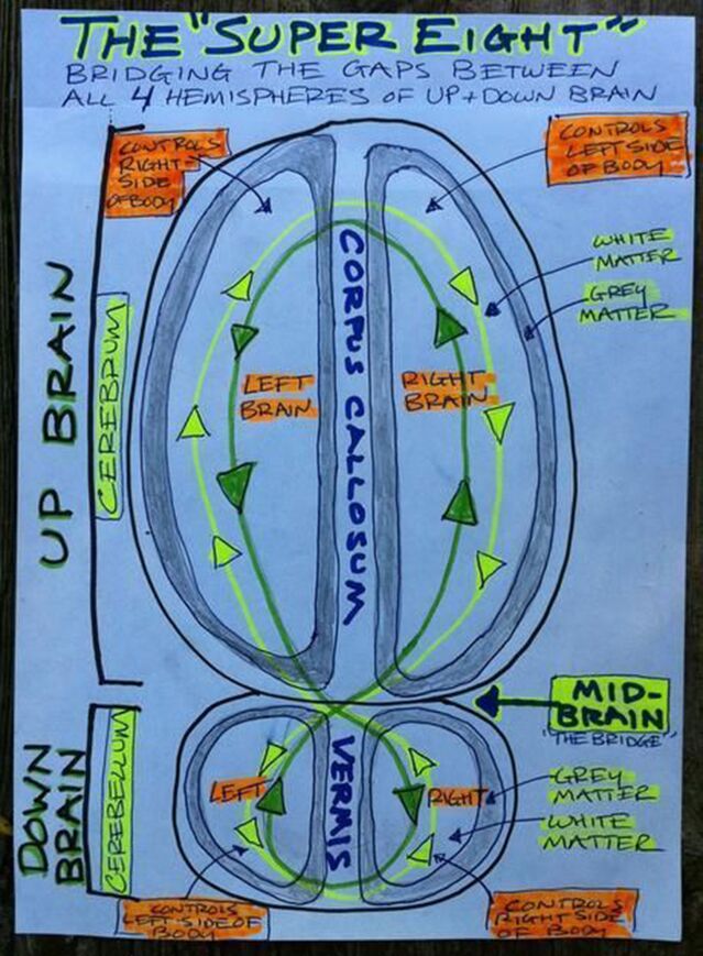 bergland_split-brain_model_0.jpg bergland_split-brain_model_0.jpg