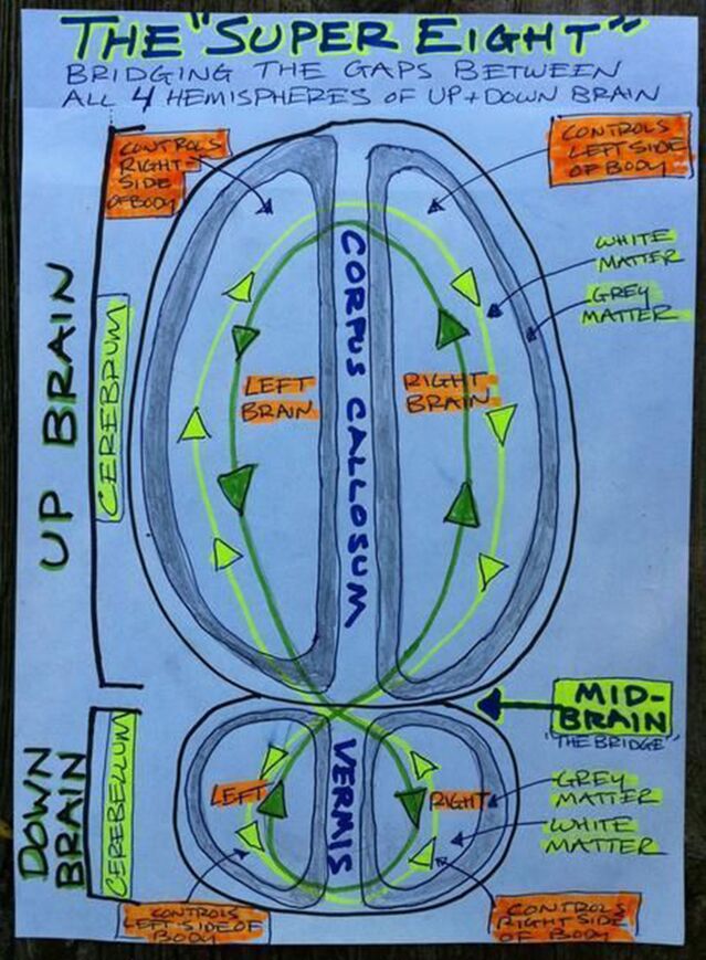 bergland_split-brain_model_0.jpg