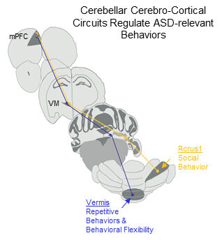 ut_southwestern_medical_center_cerebellar_cerebro-cortical_circuits.jpg ut_southwestern_medical_center_cerebellar_cerebro-cortical_circuits.jpg